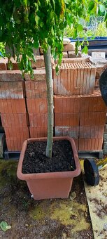 Porotherm 44 P+D půlky - 2