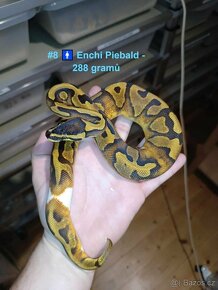 Krajta Královská, Python Regius - odrostlá mláďata - 2