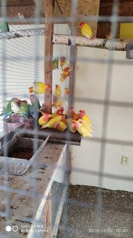 Agapornis růžohrdlý - 2