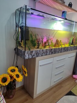 AKVARIUM I S KOMODOU - 2