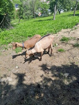 Kozička a kozlík - 2