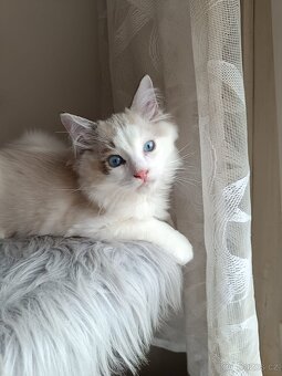 Super Ragdoll koťátka s PP - 2