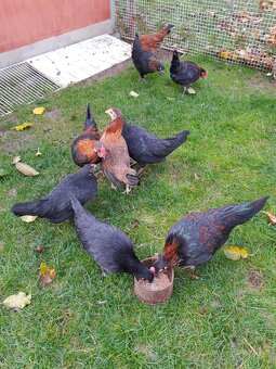 Slepice Bantamka - 2