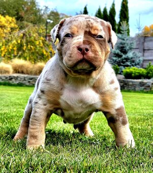 American Bully XL XXL - 2