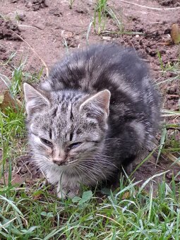 Daruji do dobrých rukou mourovatá koťata - 2