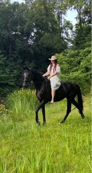 Prodám 8 mi letou kobylu - 2