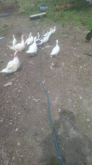 Prodám kachňata kachny - 2