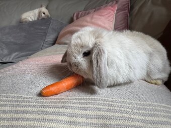 Zakrslý králíček beránek 2 - 2