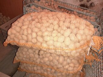 Sadbové brambory odrůda Antonie, sadba - 2