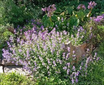 Květiny ze zahrádky - 2