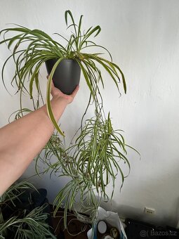 2 ks rostlin vč. květináčů - 2