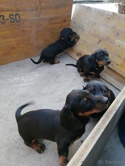 Jezevčík trpasličí - 2