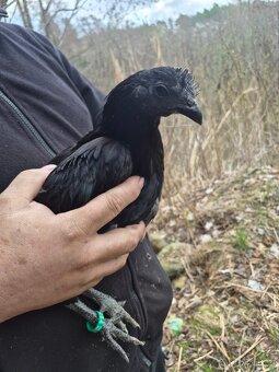 Mladí kohouti Ayam Cemani - 2