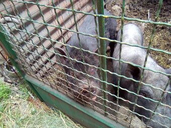 Prase na gril nebo dokrmeni. - 2