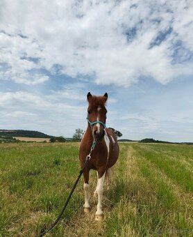Shetland pony - 2