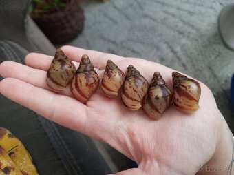 Africký šnek - Achatina reticulata - 2