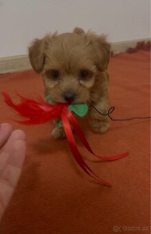 Maltipoo - 2