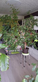 Fikus Benjamín - 2