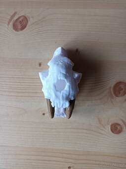 3D tisk-replika lebky šavlozubého tygra - 2