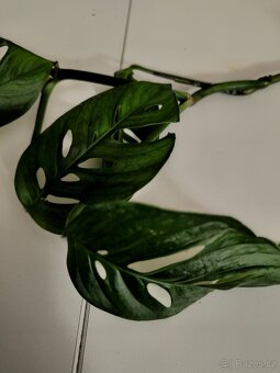 Monstera adansonii 2 druhy- Monkey a Narrow form - 2