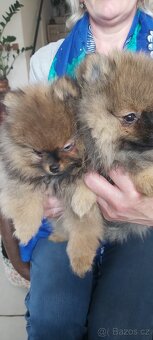 Pomeranian - 2