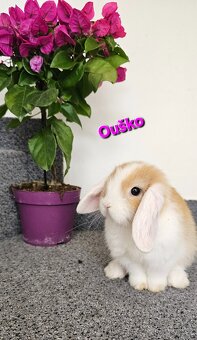 Minilop - ❤️zakrslí beránci❤️ - 2