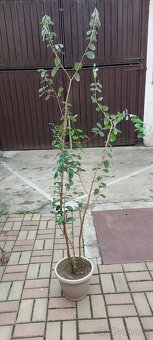 Aka jedlá - Acca sellowiana - 2