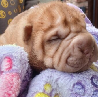 Sharpei,šarpej s PP stěně - 2