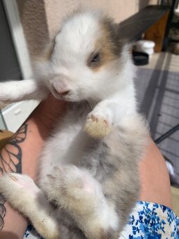 Roztomilý králíček 🐰 - 2