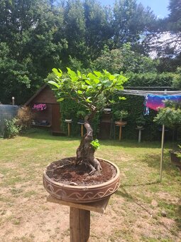 Bonsai,Bonsaj Olše - 2