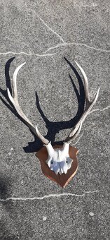 Lovecké trofeje - 2