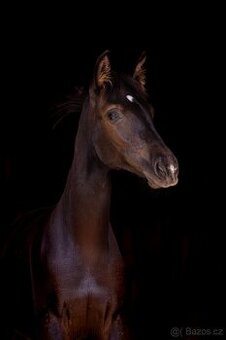 Klisnička P.R.E. - 2