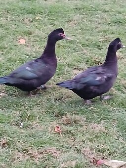 Kachny pižmové - 2