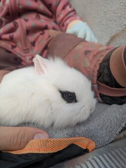 Teddy králík, zakrslý králík Teddy, zakrslý králík - 2