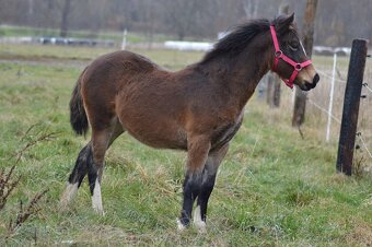 Welsh cob - kobylka - 2