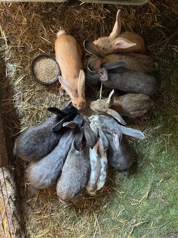 PRODÁM BELGICKÉ OBRY ČERNÉ + 75 % KŘÍŽENCE OBRŮ - 2