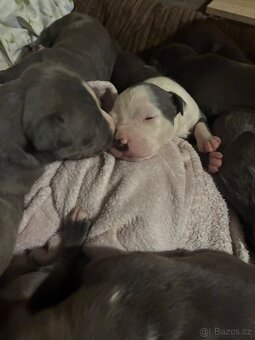 Americký stafordšírský teriér – štěňátka k odběru - 2