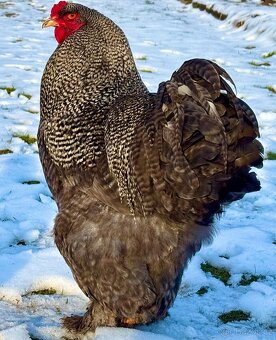 Brahmánka Velká Krahujec - 2