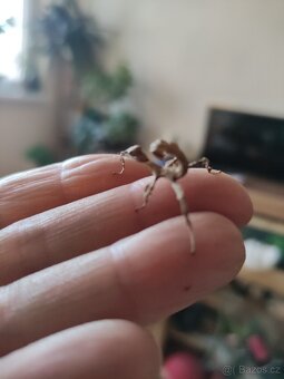 Strašilka Australská - 2