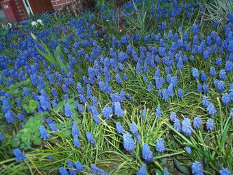 cibulky modřenec - 2