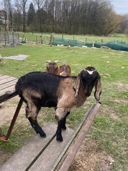 Anglonubijská koza - 2