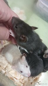 Potkan mazlík Samice - 2