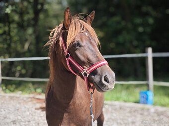 Pony s předpoklady do sportu - 2