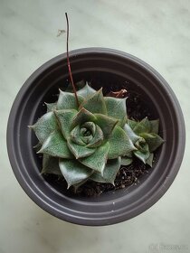 Echeveria purpusorum - 2