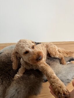 Krytí pudl cockapoo/cockerdoodle - 2