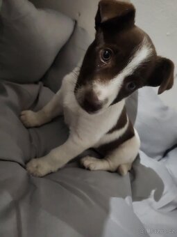 Jack Russel - 2