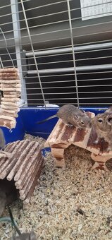 Osmák Degu - 2