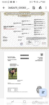 Prodám ročního hřebečka QH - 2