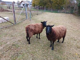 Prodej mladých ovcí - 2