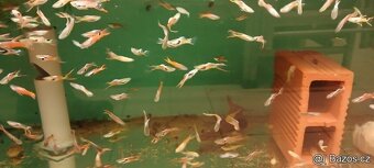 endlerky - živorodka wingeova - 2